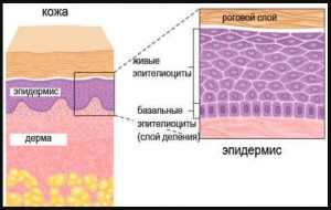 Назовите слои кожи человека обозначенные на рисунке а и б укажите функции которые они выполняют