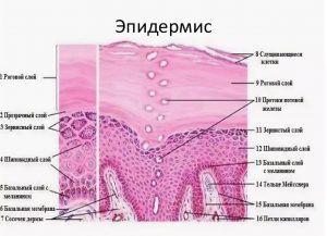 Ороговевший слой кожи фото