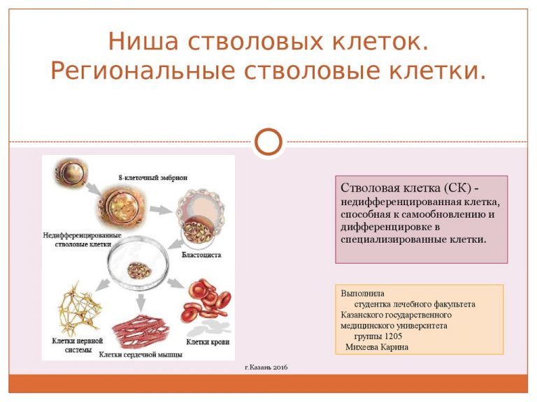 Стволовые клетки презентация