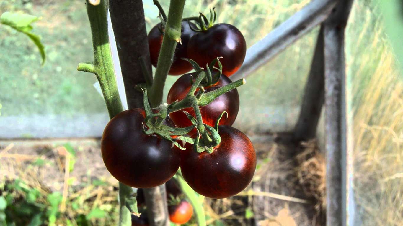 Черные помидоры полезнее своих красных собратьев