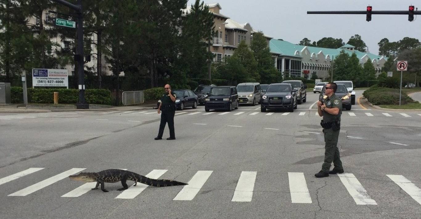 Флорида – аллигатор на пешеходном переходе