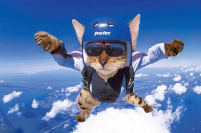 Кот парашютист уносится в небо