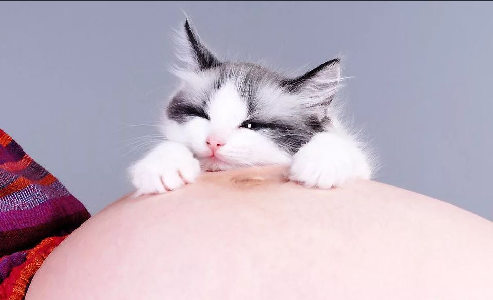 История о кошке которая чудесным образом спасла беременную женщину